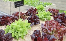 Green roofs: Is it possible to grow a profitable farm on urban roofs?