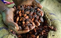 Cocoa bean prices drop below $4,000 per ton for the first time since 2023