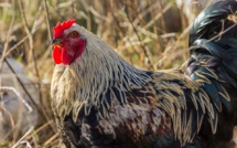 Fast-growing chickens scare consumers away