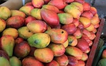 India sees sharp shortfall in the "King of Mangoes" harvest