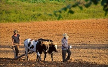 FT: Cuban farmers are selling land en masse due to fuel shortages